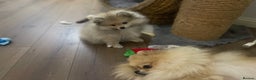 Pomeranian dogs for sale: Pomeranian Puppies – Ready Now - Advert 8