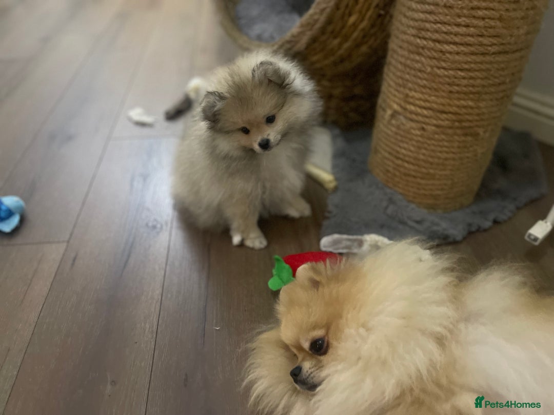 Pomeranian dogs for sale: Pomeranian Puppies – Ready Now - Advert 8
