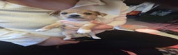 Mixed Breed dogs for sale: Beautiful Jack Russel X Chihuahua  - Advert 10
