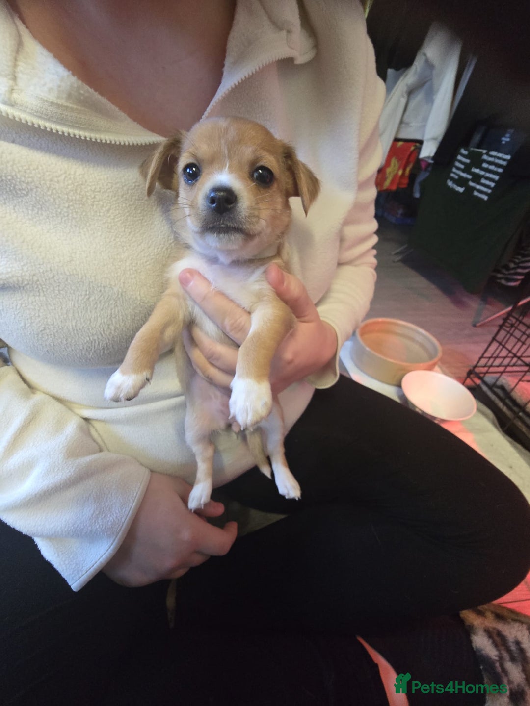 Mixed Breed dogs for sale: Beautiful Jack Russel X Chihuahua  - Advert 10
