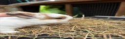 Lionhead rabbits for sale: Lion heads  - Advert 3