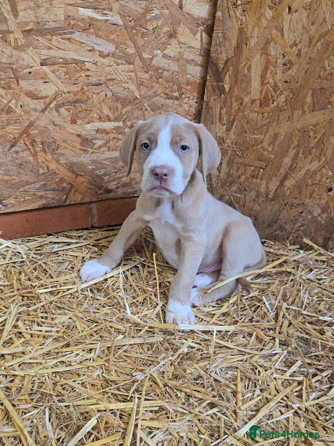 Cane Corso dogs for sale: Beautiful Cane Corso pups now available.  - Image 5