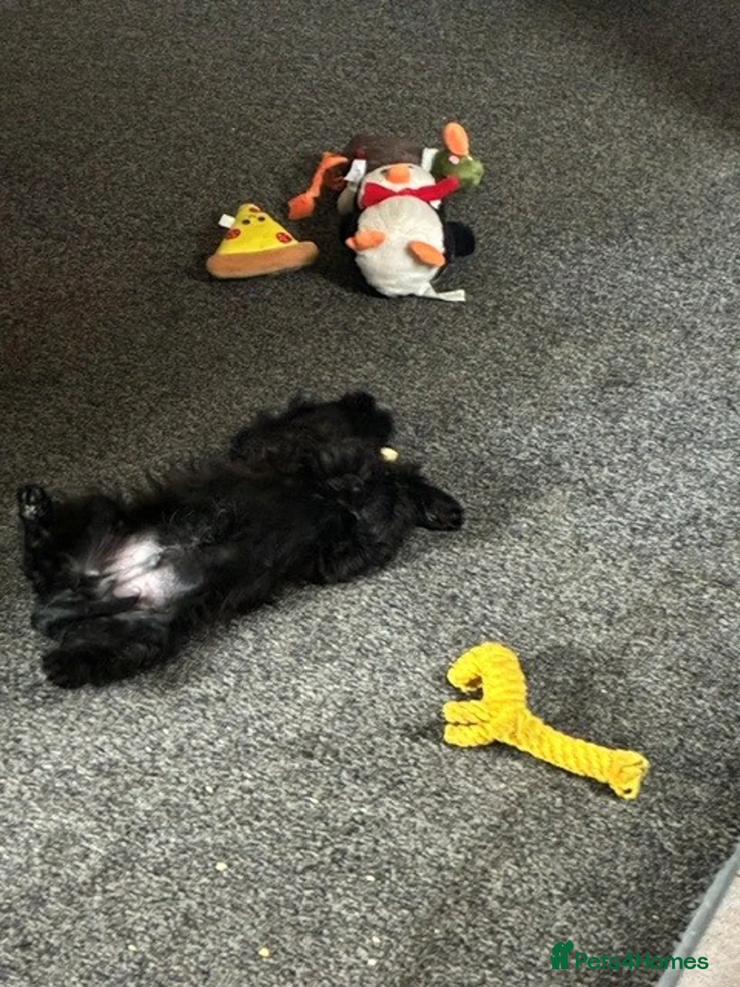 Cocker Spaniel dogs for sale: Indiana - beautiful male puppy - Advert 2