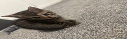 Mixed Breed cats for sale: Female kittens - Advert 3