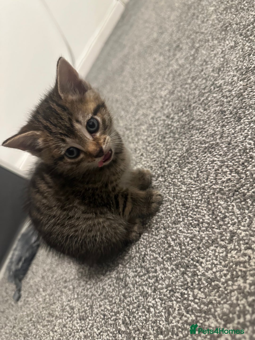 Mixed Breed cats for sale: Female kittens - Advert 3