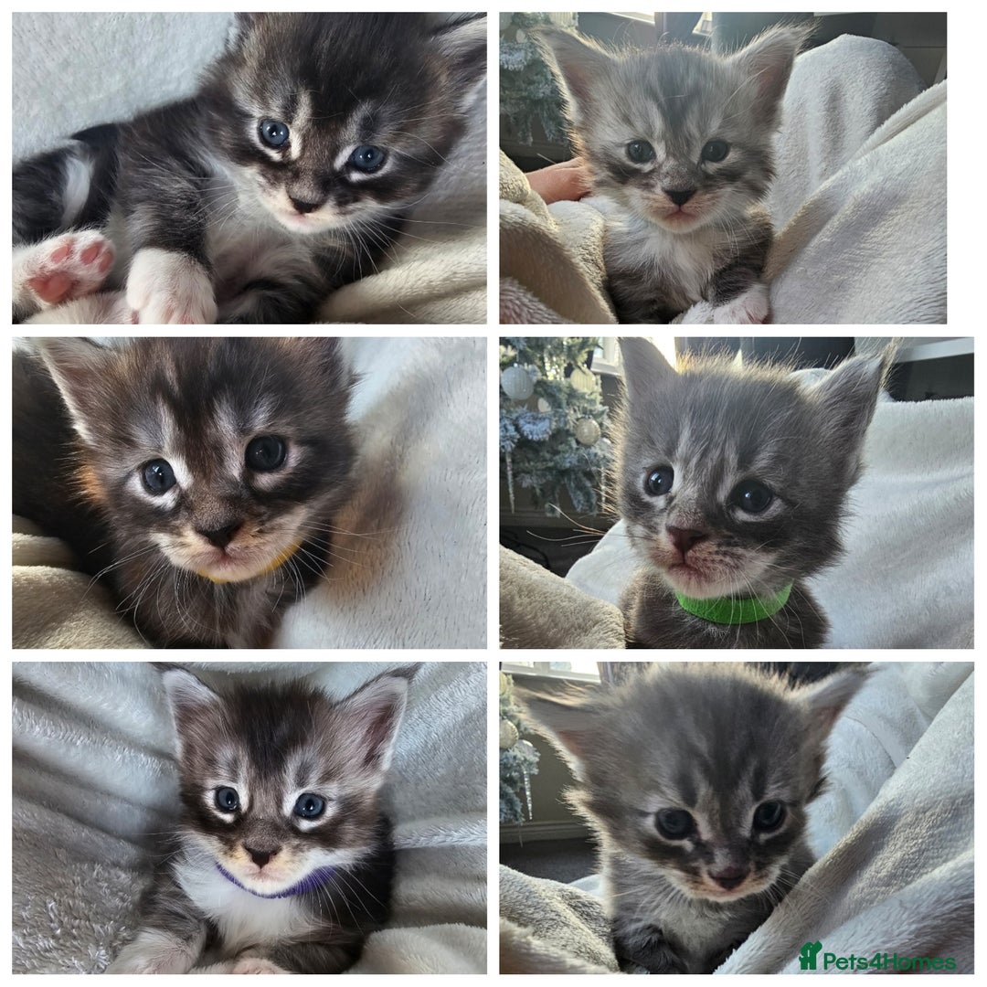 Maine Coon cats for sale: Champion bloodline maine coon kittens TICA - Advert 1