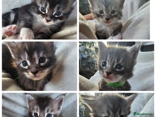 Maine Coon cats Champion bloodline maine coon kittens TICA - Advert 1