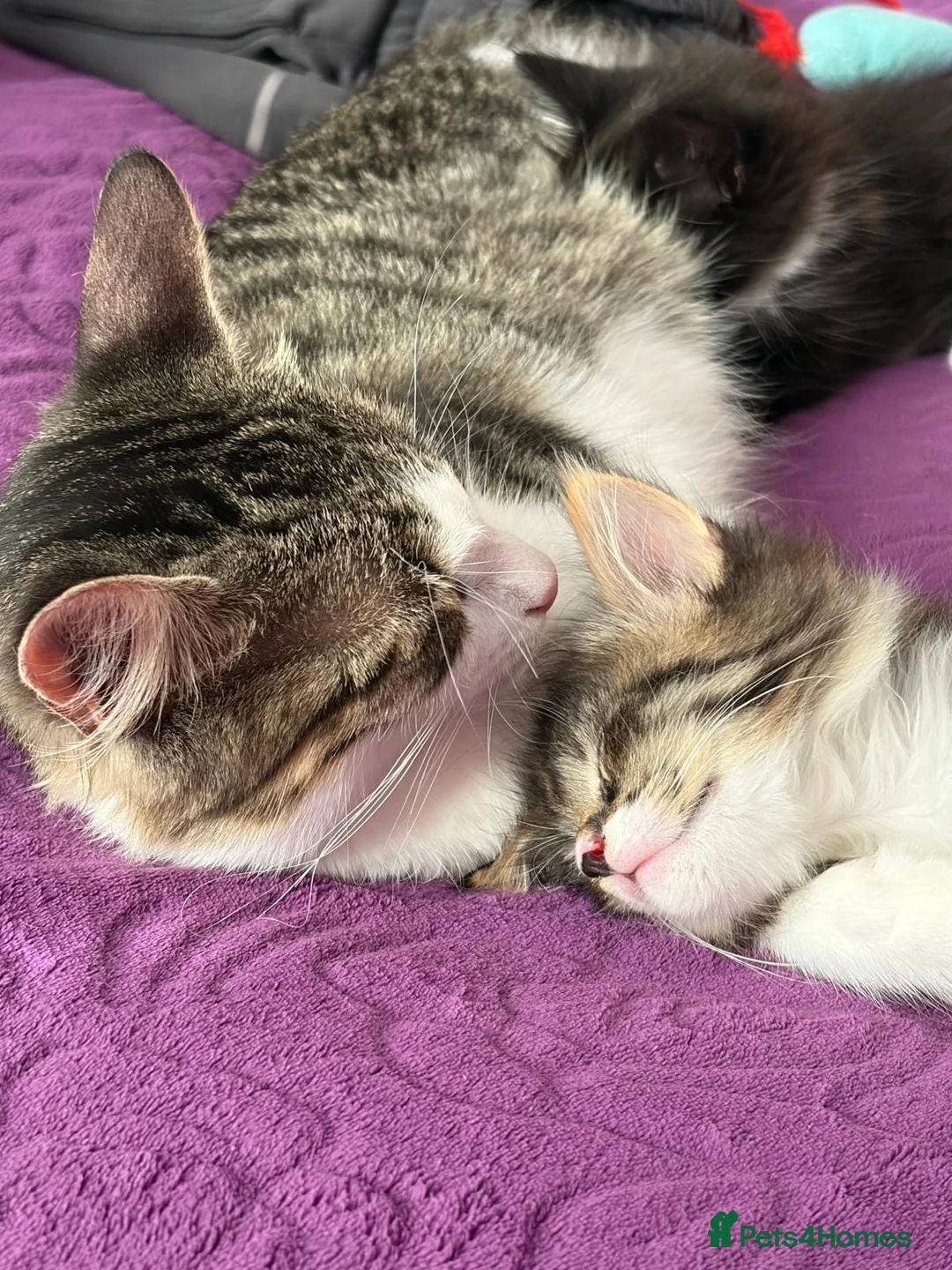 Maine Coon cats for sale: 3/4 Maine Coon kittens  in Ryton - Advert 23