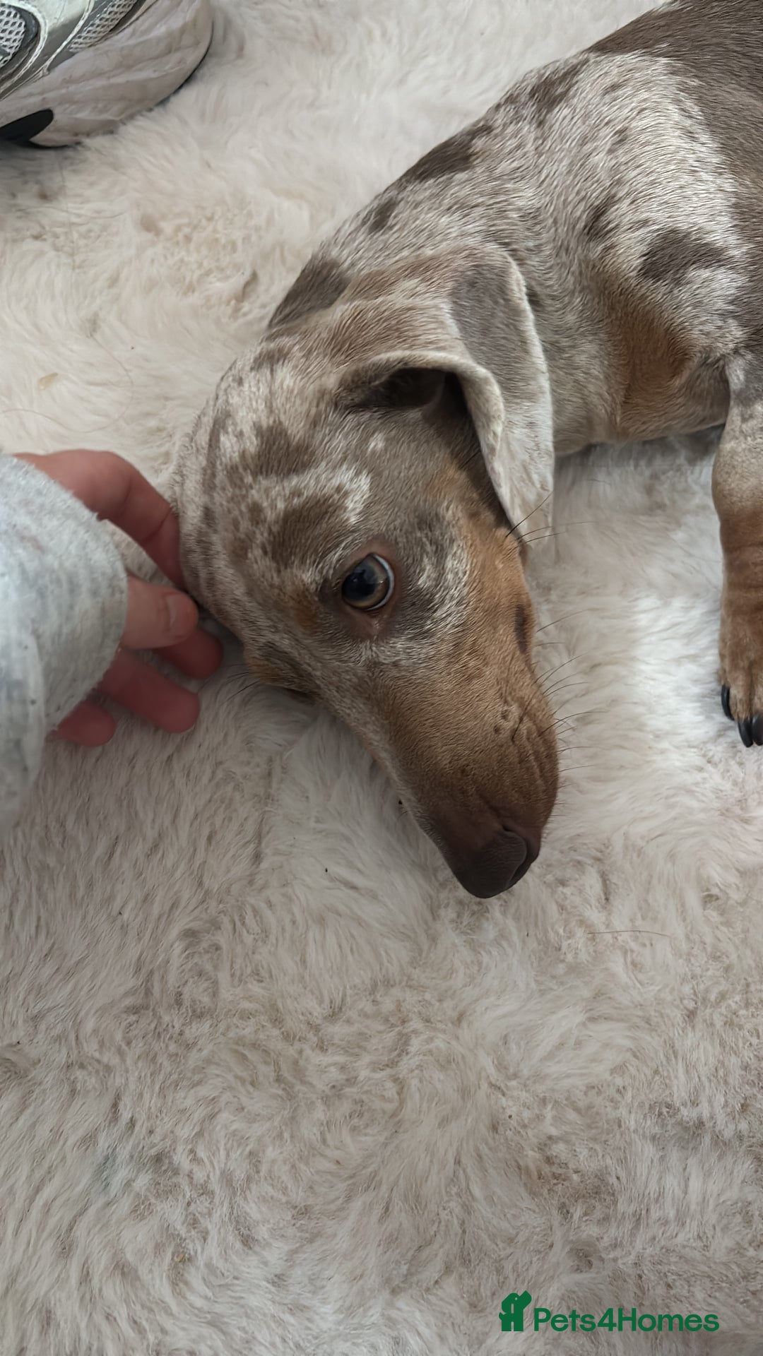 Dachshund dogs for sale: Dashound - Image 8