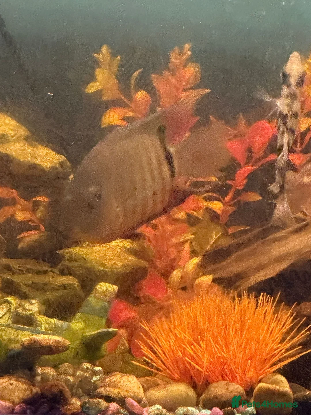 Sharks fish for sale: Selling assortment of tropical fish - Advert 2