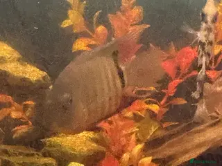 Sharks fish Selling assortment of tropical fish - Advert 3