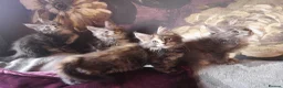 Maine Coon cats for sale: TICA/ POLY/ HEALTH CHECKED Maine Coons - Advert 9