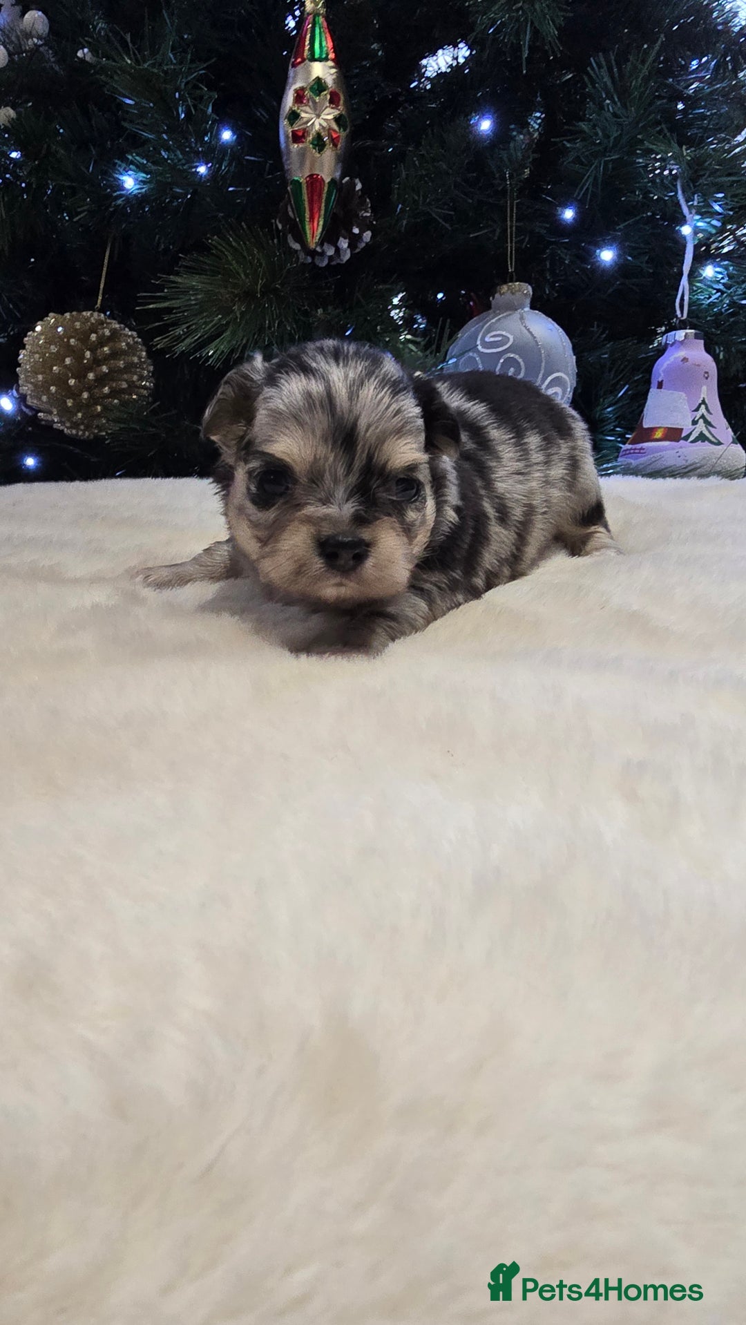 Chihuahua dogs for sale: Chihuahua puppies Russian ancestry with perfect bo - Advert 31