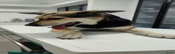 Mixed Breed dogs for adoption: Purdy - Advert 8