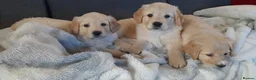 Mixed Breed dogs for sale: Beautiful pyreeneans n golden retriever puppies in Blackpool - Advert 5