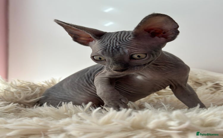Sphynx cats - Advert 3