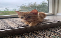 Mixed Breed cats for sale: Cute playful kittens  - Image 3