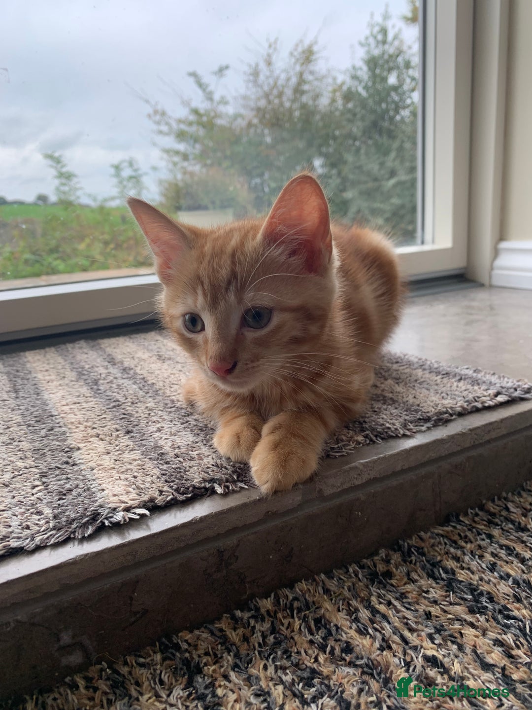 Mixed Breed cats for sale: Cute playful kittens  - Image 3