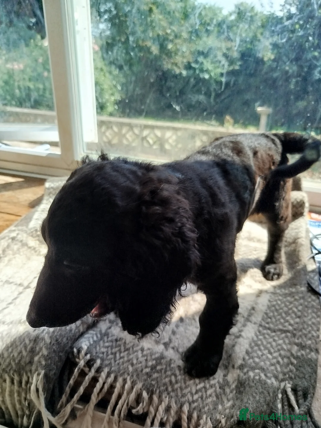 Cockapoo dogs for sale:  Cockerpoo f2 Last little girl. - Advert 18