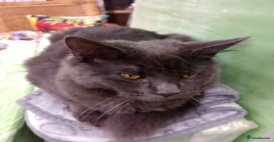 Maine Coon cats - Advert 5