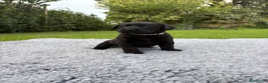 Labrador Retriever 1