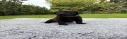 Labrador Retriever dogs for sale: Black Labrador Puppies - Advert 27