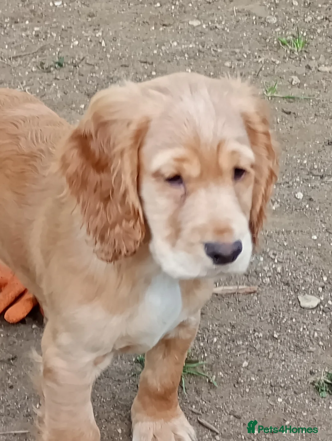 Cocker Spaniel dogs for sale: Stunning working Cocker Spaniel puppies for sale  - Advert 1