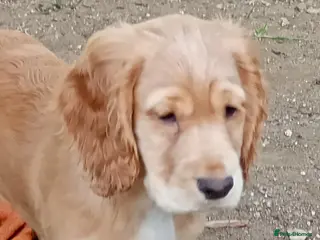 Cocker Spaniel dogs Stunning working Cocker Spaniel puppies for sale - Advert 3