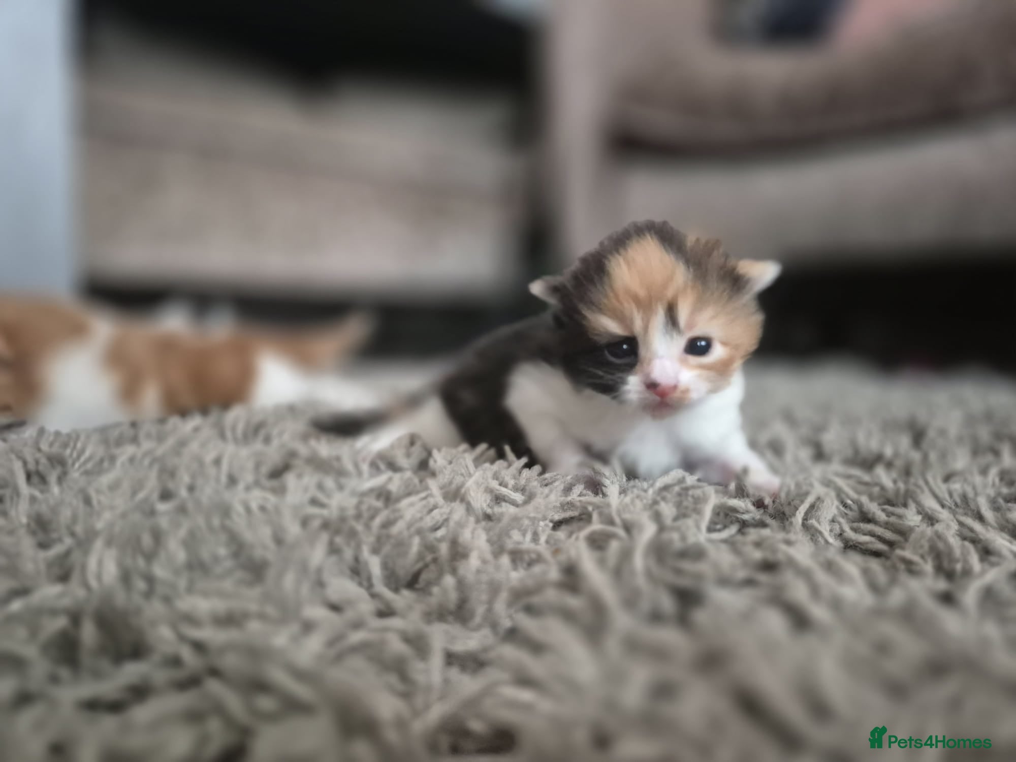 Turkish Van cats 4 beautiful Turkish van babies  - Advert 5