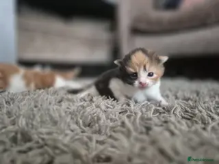 Turkish Van cats 4 beautiful Turkish van babies - Advert 5