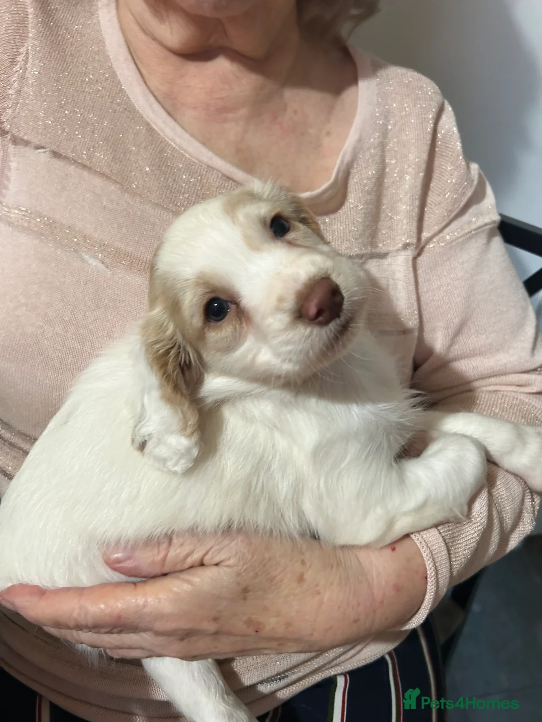 Sprocker dogs for sale: Buttons  - Advert 2