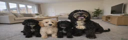 Goldendoodle dogs for sale: Beautiful Goldendoodle Puppies  - Advert 6