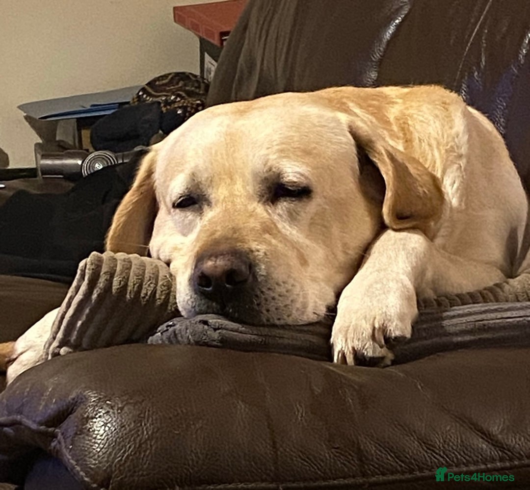 Labrador Retriever dogs for stud: Chunky Yellow Dual Type Stud - Image 1