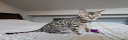 Bengal cats for sale: 🤎🖤 Gorgeous Bengal Girl 🖤🤎 - Advert 22
