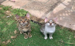 Bengal cats for sale: MIXED BENGAL KITTENS - Image 6