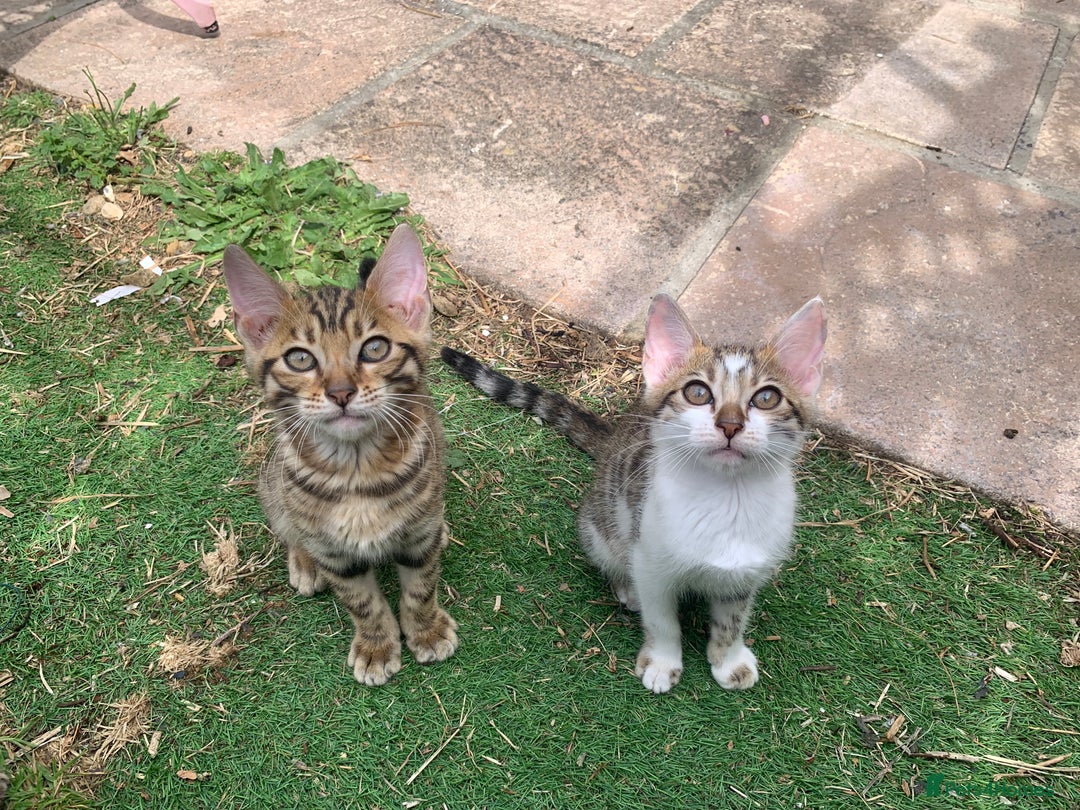 Bengal cats for sale: MIXED BENGAL KITTENS - Image 6