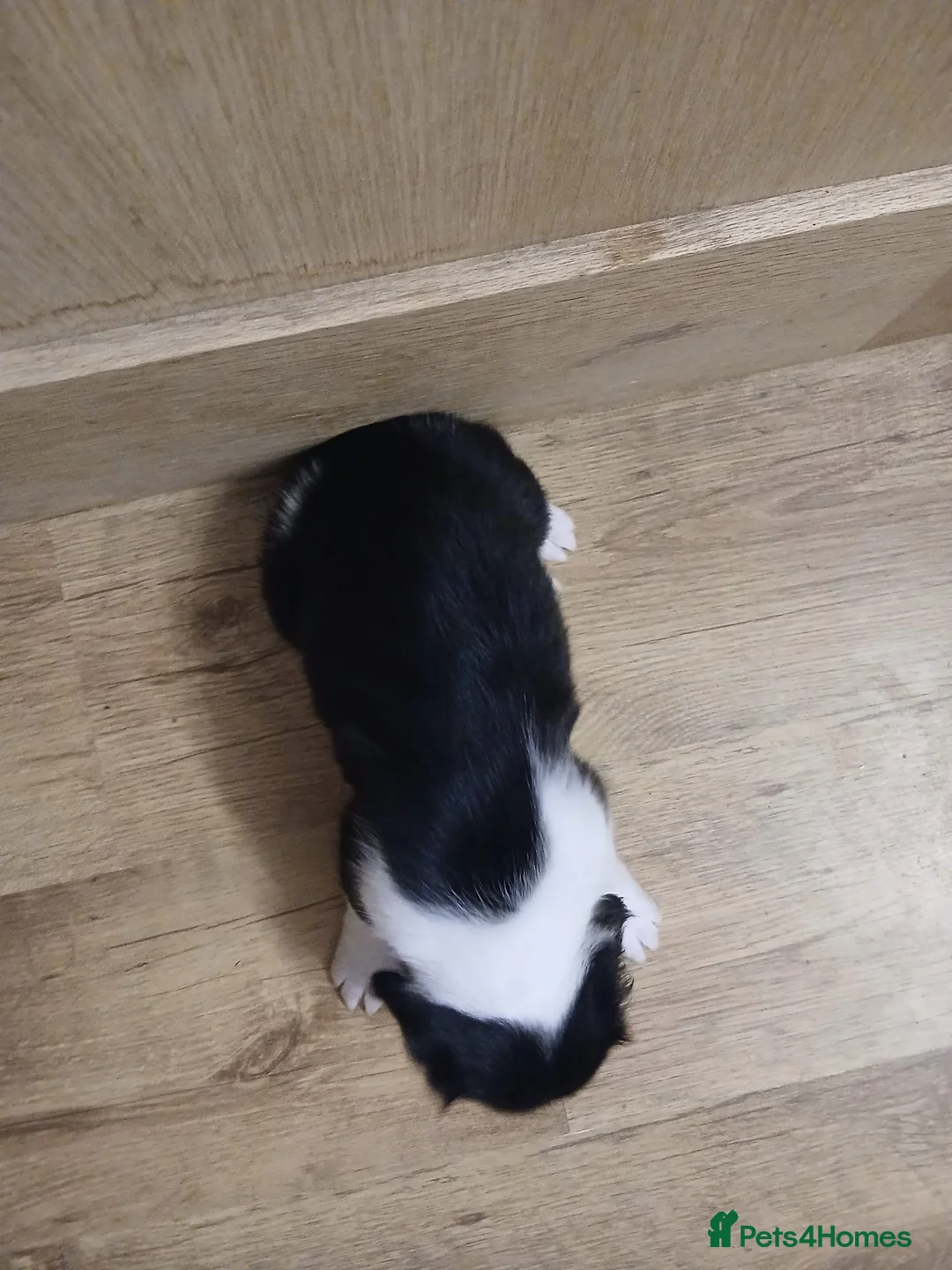 Mixed Breed dogs for sale: Beautiful Collie x Sprocker Puppies - Advert 4