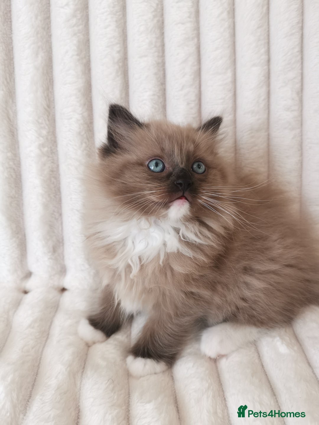 Ragdoll cats for sale: Stunning TICA Ragdoll Kittens - Mink, Sepia,  - Advert 21