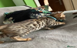 Bengal cats for sale: Gorgeous Pure Bengal Kittens Ready To Go! ❤️ - Image 10