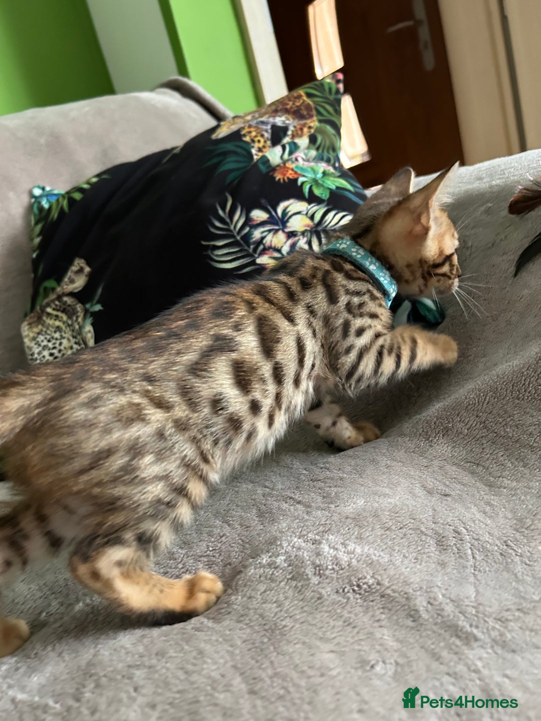 Bengal cats for sale: Gorgeous Pure Bengal Kittens Ready To Go! ❤️ - Image 10