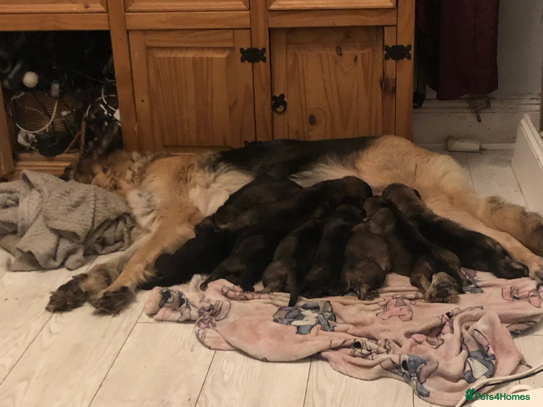 German Shepherd dogs for sale: 8 German shepherd pups for sale  - Advert 9