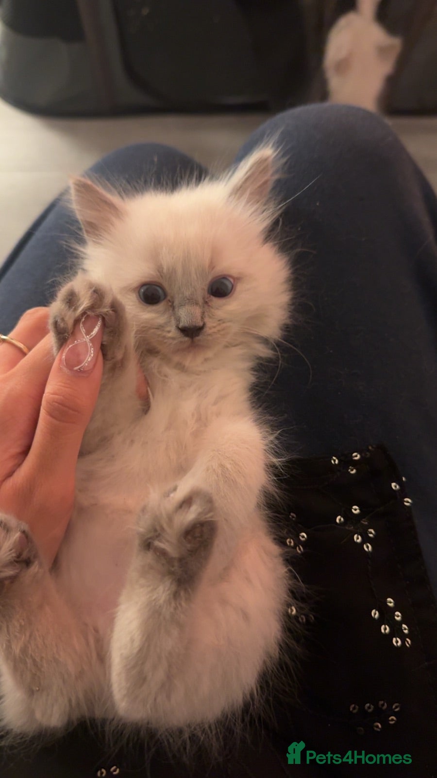 Ragdoll cats 2 Beautiful Male Ragdoll Kittens Ready to Reserve - Advert 1