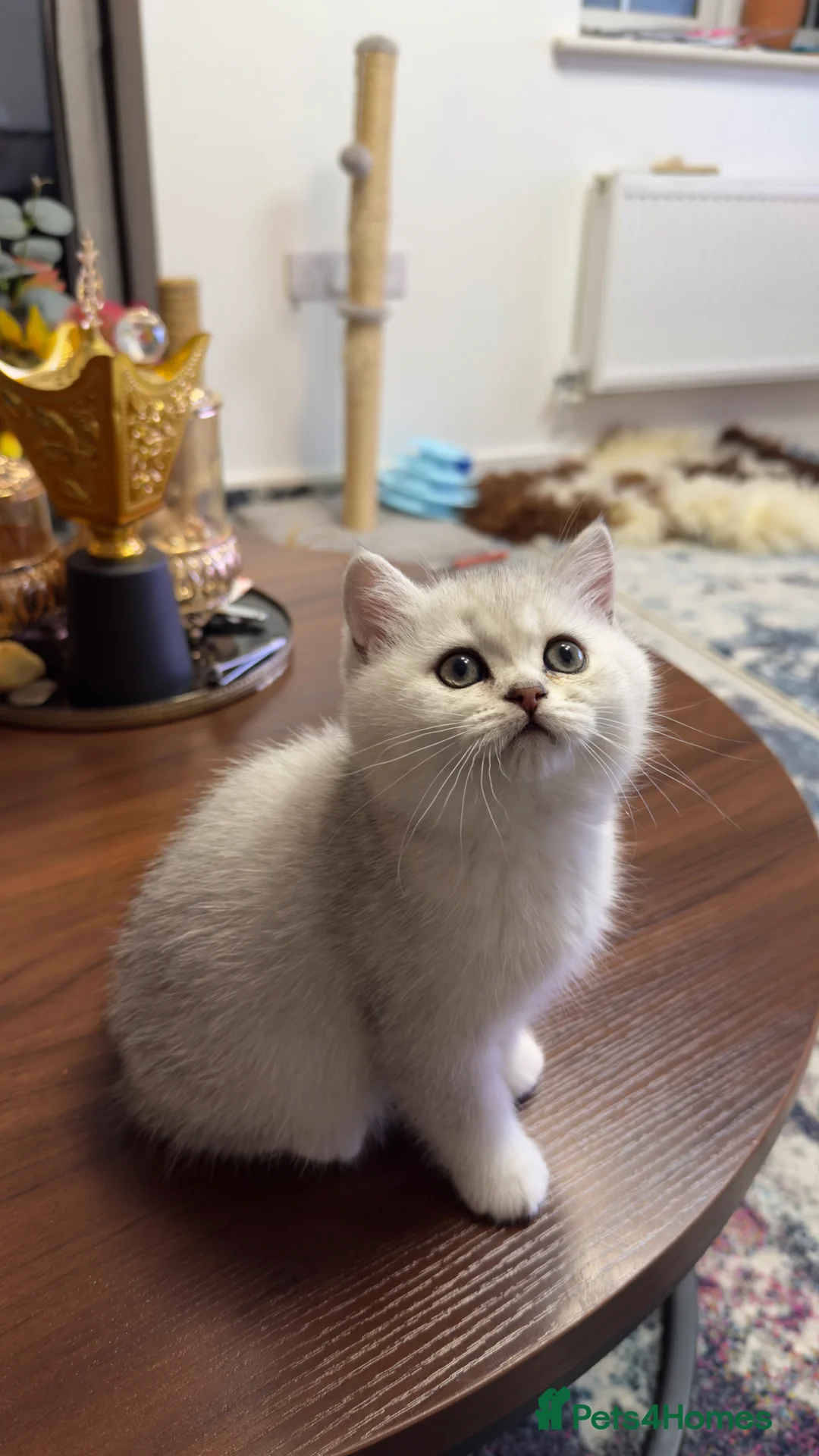 British Shorthair cats for sale: Kitten  - Advert 4