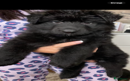 German Shepherd dogs for sale: KC REGISTERED GERMAN SHEPHERD PUPS - Image 19