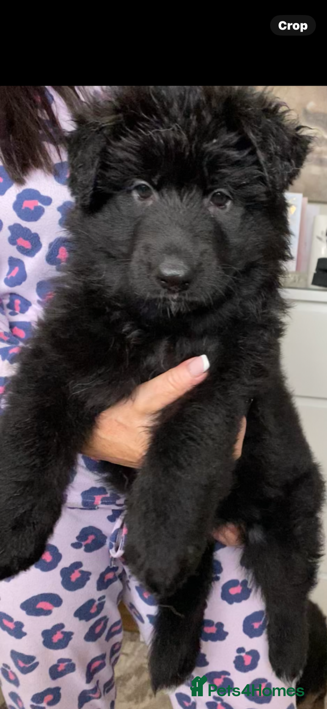 German Shepherd dogs for sale: KC REGISTERED GERMAN SHEPHERD PUPS - Image 19