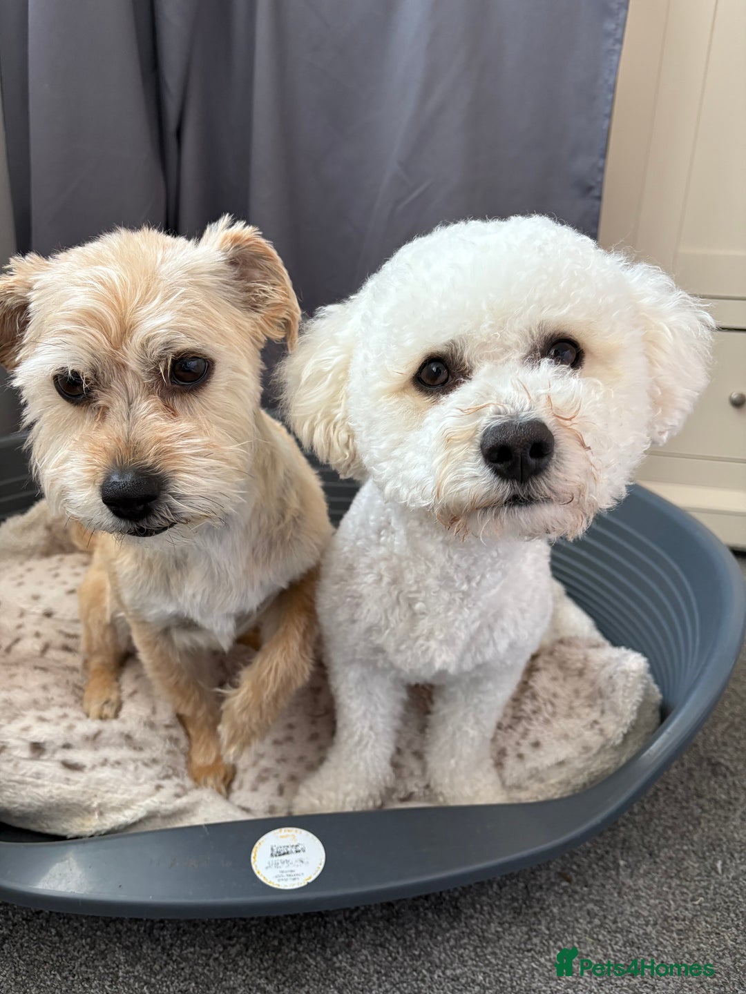 Mixed Breed dogs for sale: Yorkie bichon X bichon frise - Image 1