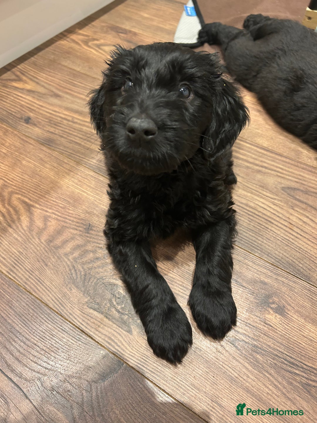 Goldendoodle dogs for sale: Gorgeous Goldendoodle Puppies Multi Generation F3  - Advert 15