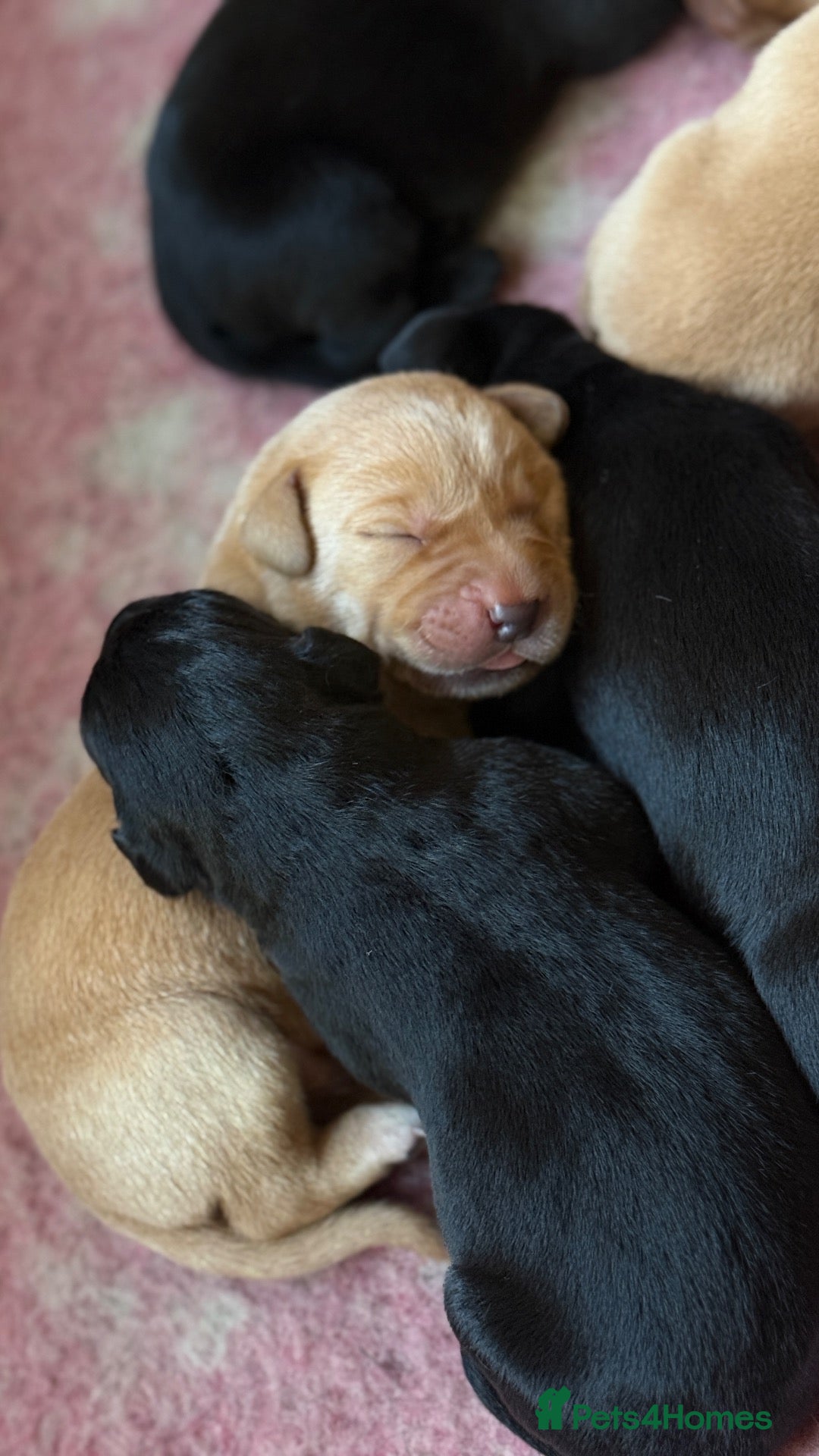 Labrador Retriever dogs Labrador puppies for sale  - Advert 6