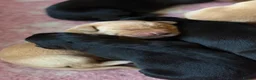 Labrador Retriever dogs for sale: Labrador puppies for sale  - Advert 1