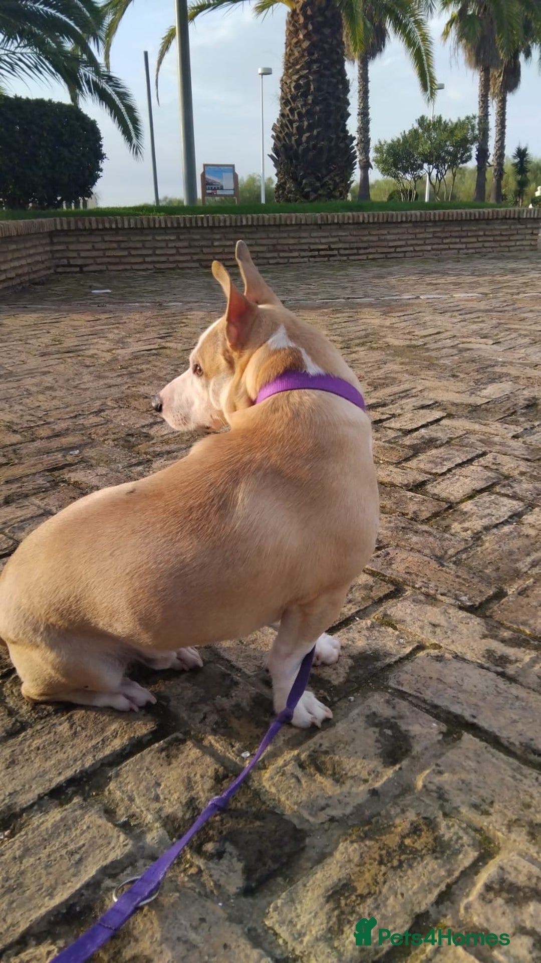 Mixed Breed dogs for adoption: 🚨Owners Killed in Car Accident  in Hengoed - Image 4